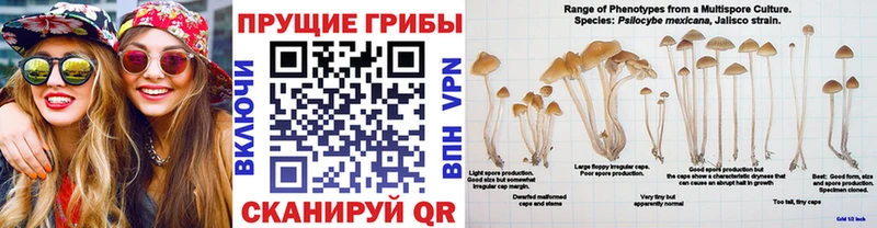 где найти наркотики  Бабаево  Галлюциногенные грибы прущие грибы 